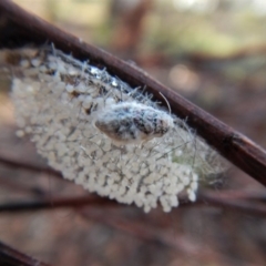 Anestia (genus) at Aranda, ACT - 17 Mar 2018 08:28 AM