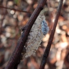 Anestia (genus) at Aranda, ACT - 17 Mar 2018 08:28 AM