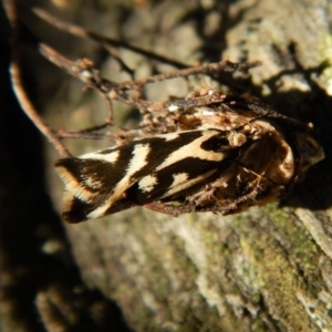 Epithymema incomposita at Aranda, ACT - 17 Mar 2018 08:33 AM