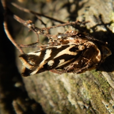 Epithymema incomposita (Chezela group) at Aranda Bushland - 16 Mar 2018 by CathB