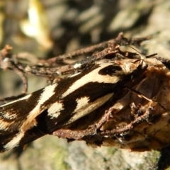 Epithymema incomposita at Aranda, ACT - 17 Mar 2018 08:33 AM