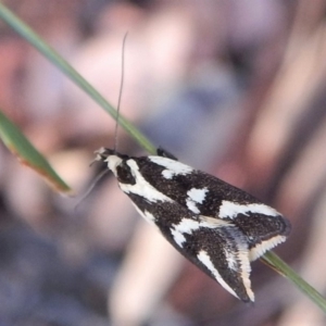 Epithymema incomposita at Aranda, ACT - 17 Mar 2018 08:33 AM