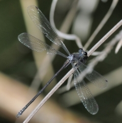 Austroargiolestes icteromelas (Common Flatwing) at Lower Cotter Catchment - 15 Mar 2018 by KenT