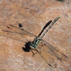 Austrogomphus guerini (Yellow-striped Hunter) at Lower Cotter Catchment - 15 Mar 2018 by KenT