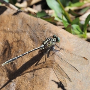 Austrogomphus guerini at Cotter River, ACT - 15 Mar 2018