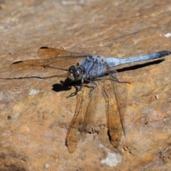 Orthetrum caledonicum (Blue Skimmer) at Cotter River, ACT - 15 Mar 2018 by KenT