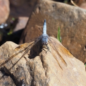 Orthetrum caledonicum at Cotter River, ACT - 15 Mar 2018 01:19 PM