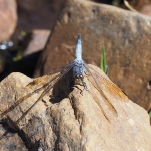 Orthetrum caledonicum at Cotter River, ACT - 15 Mar 2018
