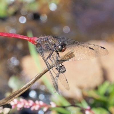 Orthetrum villosovittatum (Fiery Skimmer) at Uriarra Village, ACT - 15 Mar 2018 by KenT