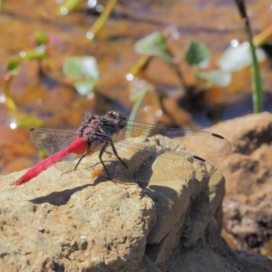 Orthetrum villosovittatum at Uriarra Village, ACT - 15 Mar 2018 01:18 PM