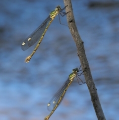 Synlestes weyersii (Bronze Needle) at Cotter River, ACT - 14 Mar 2018 by KenT