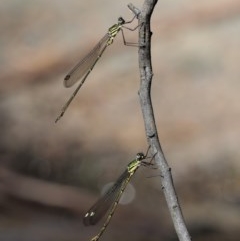 Synlestes weyersii at Cotter River, ACT - 15 Mar 2018 10:49 AM