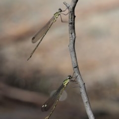 Synlestes weyersii at Cotter River, ACT - 15 Mar 2018