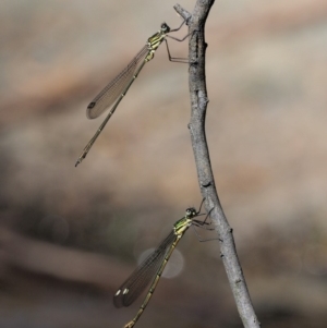 Synlestes weyersii at Cotter River, ACT - 15 Mar 2018