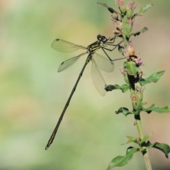 Synlestes weyersii at Cotter River, ACT - 15 Mar 2018 10:49 AM