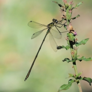 Synlestes weyersii at Cotter River, ACT - 15 Mar 2018