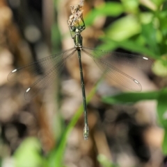 Synlestes weyersii at Cotter River, ACT - 15 Mar 2018