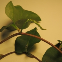 Anredera cordifolia (Madeira Vine ) at Point Hut to Tharwa - 10 Mar 2018 by michaelb