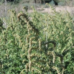 Artemisia verlotiorum (Chinese Mugwort) at Tennent, ACT - 8 Mar 2018 by MichaelBedingfield