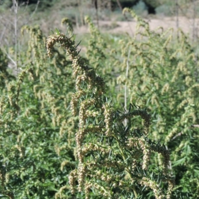 Artemisia verlotiorum (Chinese Mugwort) at Tennent, ACT - 8 Mar 2018 by MichaelBedingfield