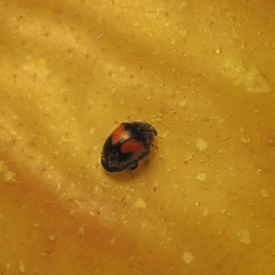 Diomus notescens (Little two-spotted ladybird) at Conder, ACT - 10 Feb 2018 by MichaelBedingfield