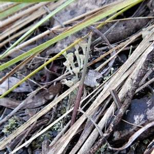 Lyperanthus suaveolens at Point 4081 - 17 Mar 2018