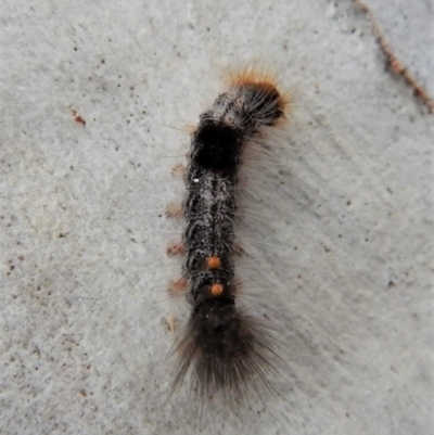 Euproctis marginalis (Margined Browntail Moth) at Cook, ACT - 13 Mar 2018 by CathB