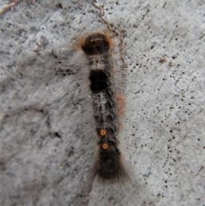 Euproctis marginalis at Cook, ACT - 14 Mar 2018