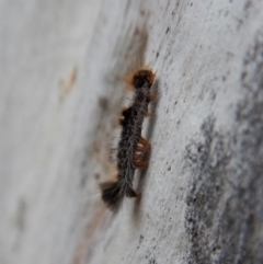 Euproctis marginalis at Cook, ACT - 14 Mar 2018