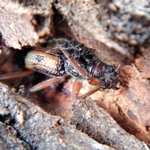 Phoracantha recurva at Cook, ACT - 14 Mar 2018 08:12 AM