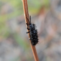 Hispellinus multispinosus (Spiny leaf beetle) at Mount Painter - 14 Mar 2018 by CathB