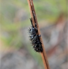 Hispellinus multispinosus at Belconnen, ACT - 14 Mar 2018