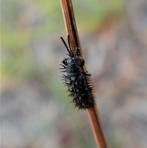 Hispellinus multispinosus at Belconnen, ACT - 14 Mar 2018