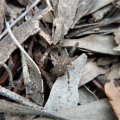 Stephanopis sp. (genus) (Knobbly crab spider) at Mount Painter - 14 Mar 2018 by CathB