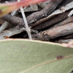 Stephanopis sp. (genus) at Belconnen, ACT - 14 Mar 2018 12:27 PM