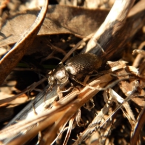 Adelium pustulosum at Belconnen, ACT - 14 Mar 2018 11:55 AM