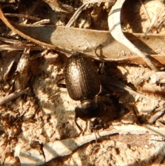 Adelium pustulosum at Belconnen, ACT - 14 Mar 2018 11:55 AM