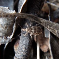 Ethemaia sellata (Grey-banded leaf weevil) at Mount Painter - 14 Mar 2018 by CathB