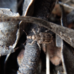 Ethemaia sellata at Belconnen, ACT - 14 Mar 2018 11:51 AM