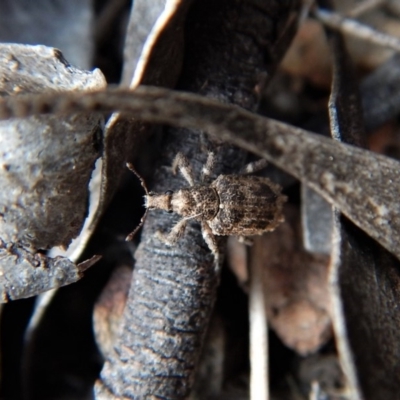 Ethemaia sellata (Grey-banded leaf weevil) at Mount Painter - 14 Mar 2018 by CathB