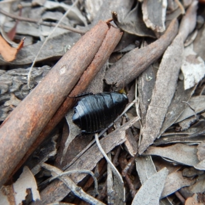 Platyzosteria melanaria (Common Eastern Litter Runner) at Belconnen, ACT - 14 Mar 2018 by CathB