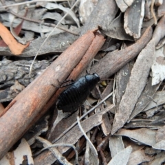 Platyzosteria melanaria at Belconnen, ACT - 14 Mar 2018 12:24 PM