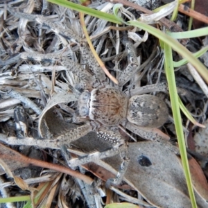 Neosparassus calligaster at Belconnen, ACT - 14 Mar 2018 12:36 PM