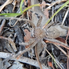 Neosparassus calligaster at Belconnen, ACT - 14 Mar 2018 12:36 PM