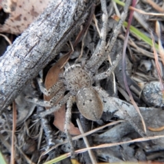 Neosparassus calligaster at Belconnen, ACT - 14 Mar 2018