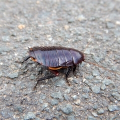 Platyzosteria similis at Belconnen, ACT - 14 Mar 2018 11:22 AM