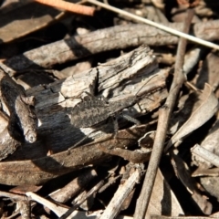 Reduviidae (family) (An assassin bug) at Mount Painter - 14 Mar 2018 by CathB