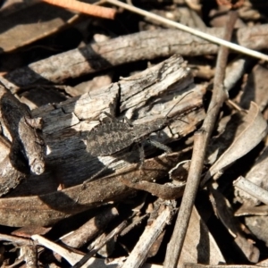 Reduviidae (family) at Belconnen, ACT - 14 Mar 2018 12:08 PM