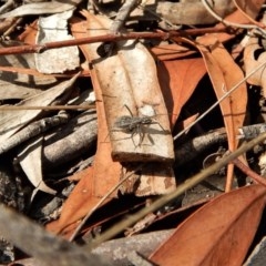 Reduviidae (family) at Belconnen, ACT - 14 Mar 2018