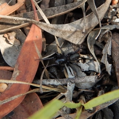 Zodariidae (family) (Ant spider or Spotted ground spider) at Belconnen, ACT - 14 Mar 2018 by CathB